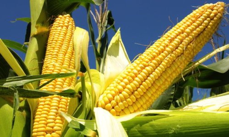 GM Maize